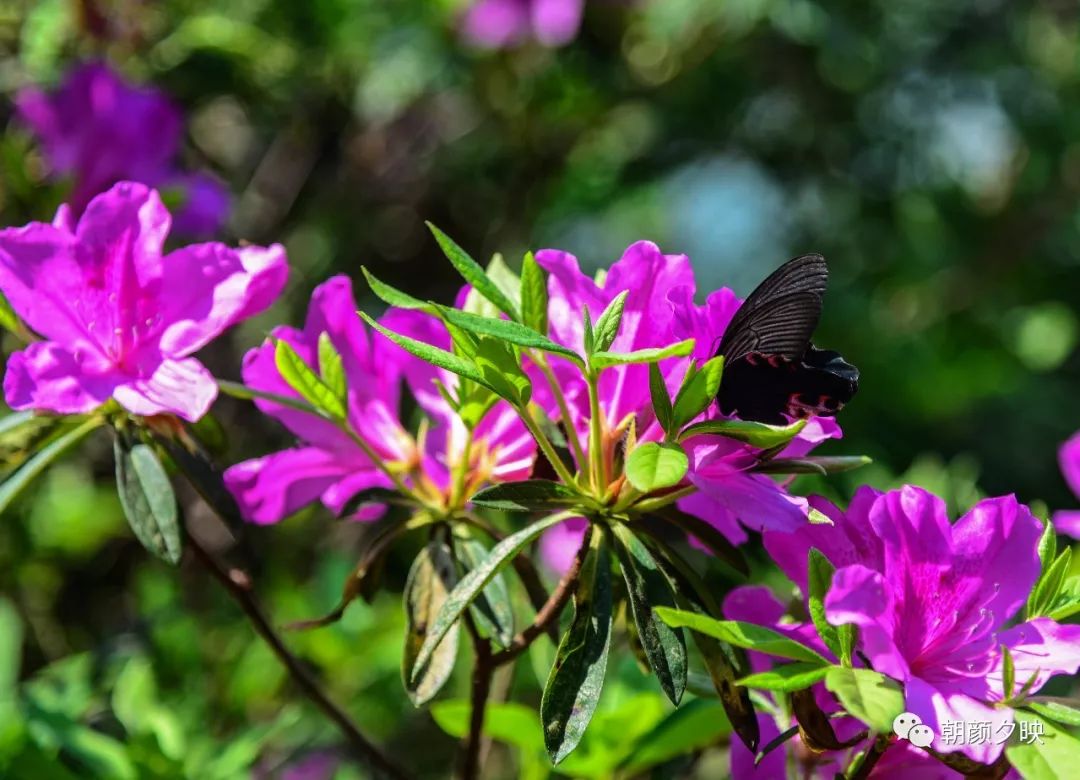 中山纪念中学100周年校庆,中山纪念中学80周年校庆