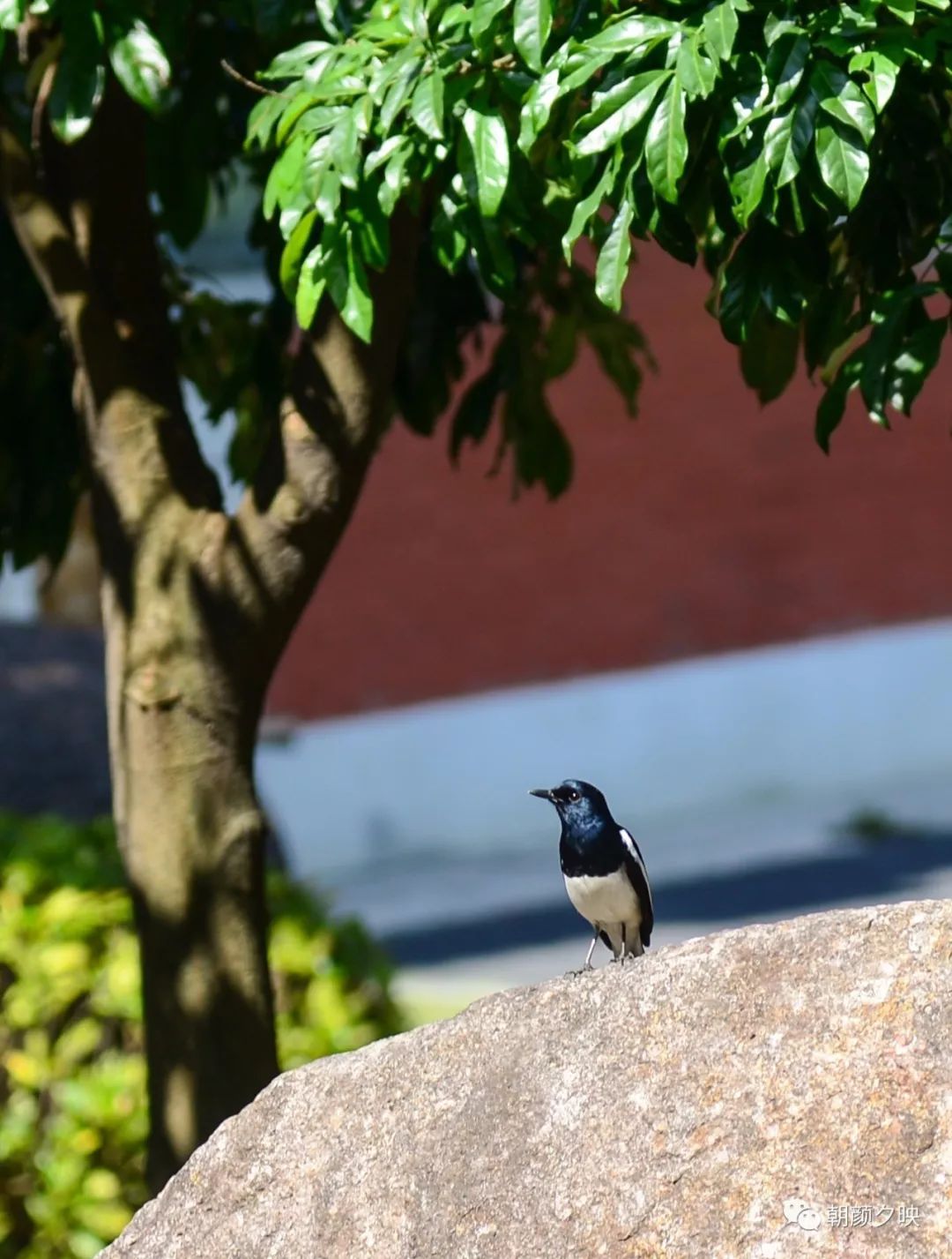 中山纪念中学100周年校庆,中山纪念中学80周年校庆