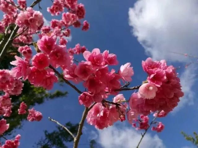 带你去流溪湾丰华园赏樱花,走啊我带你去看樱花的文案