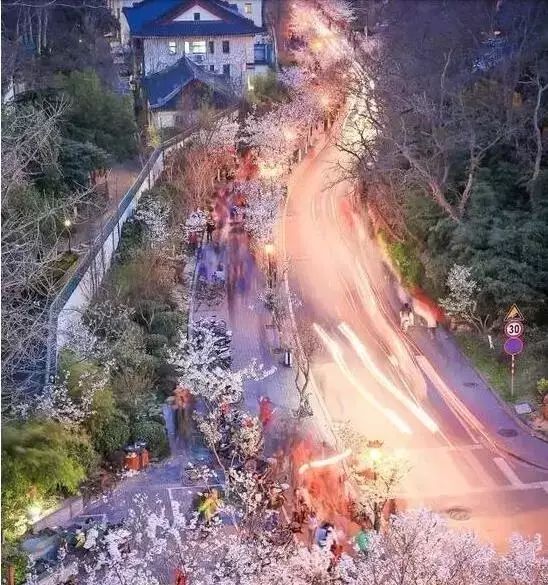 带你去流溪湾丰华园赏樱花,走啊我带你去看樱花的文案