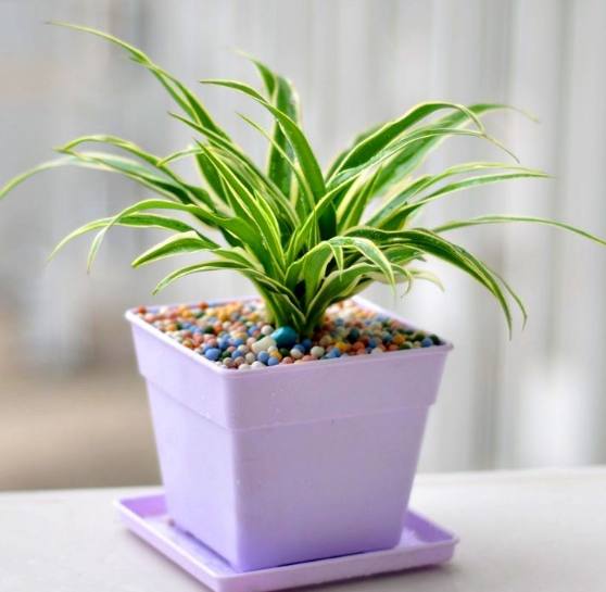 除甲醛的植物放在家里的有哪种,新房除甲醛哪种植物最好最有效