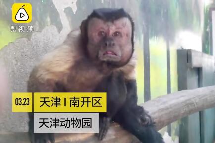 直击火爆全网的国字脸猴子,越看越像猴子一样的人