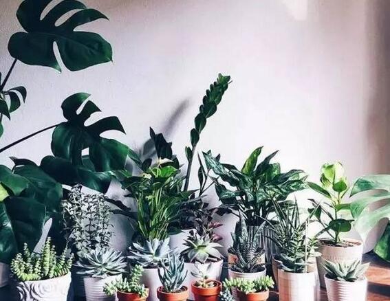 吸甲醛最好的绿植是什么,吸甲醛的绿植哪个最好