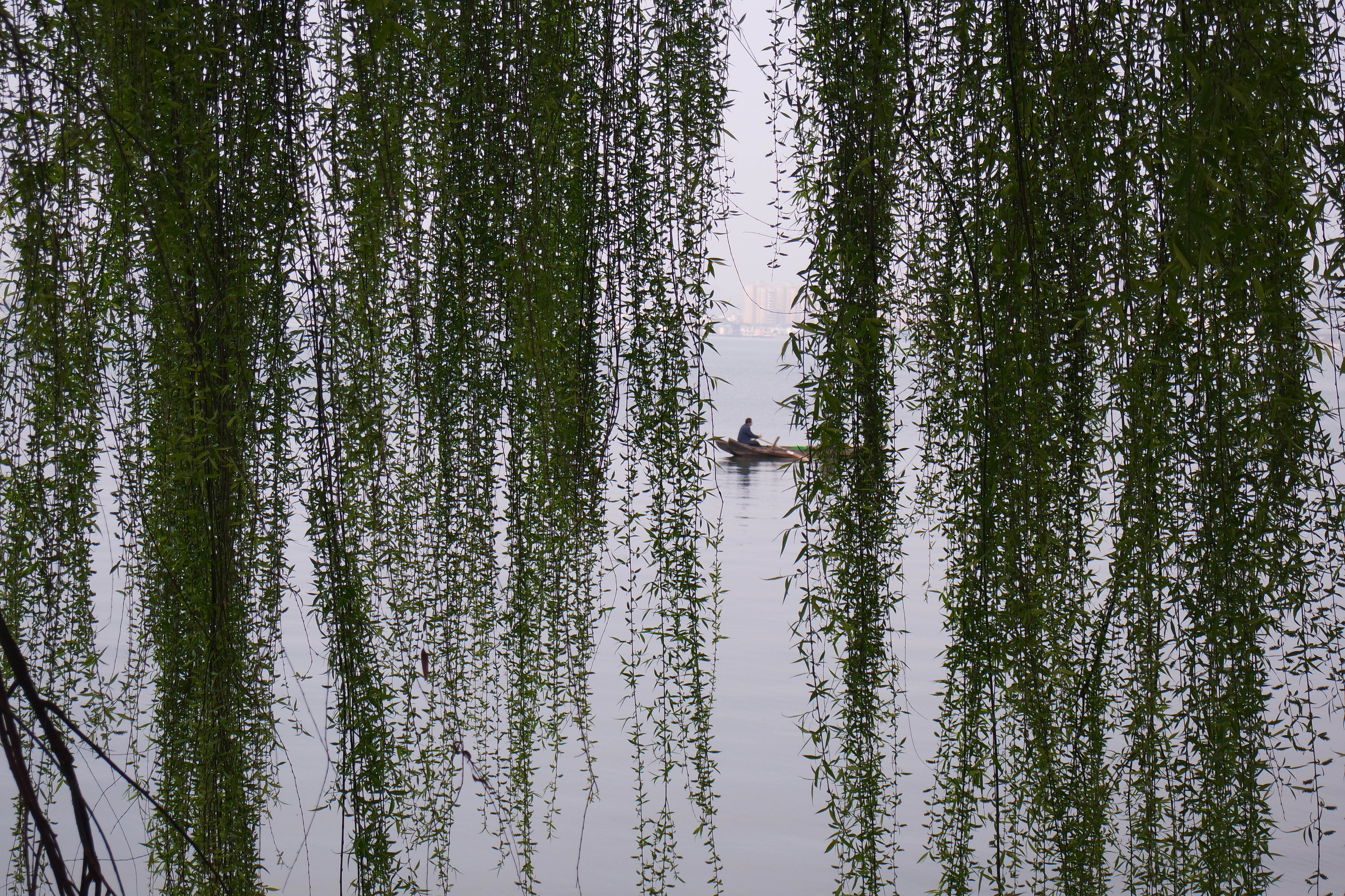 武昌理工学院的樱花,武昌理工学院回忆