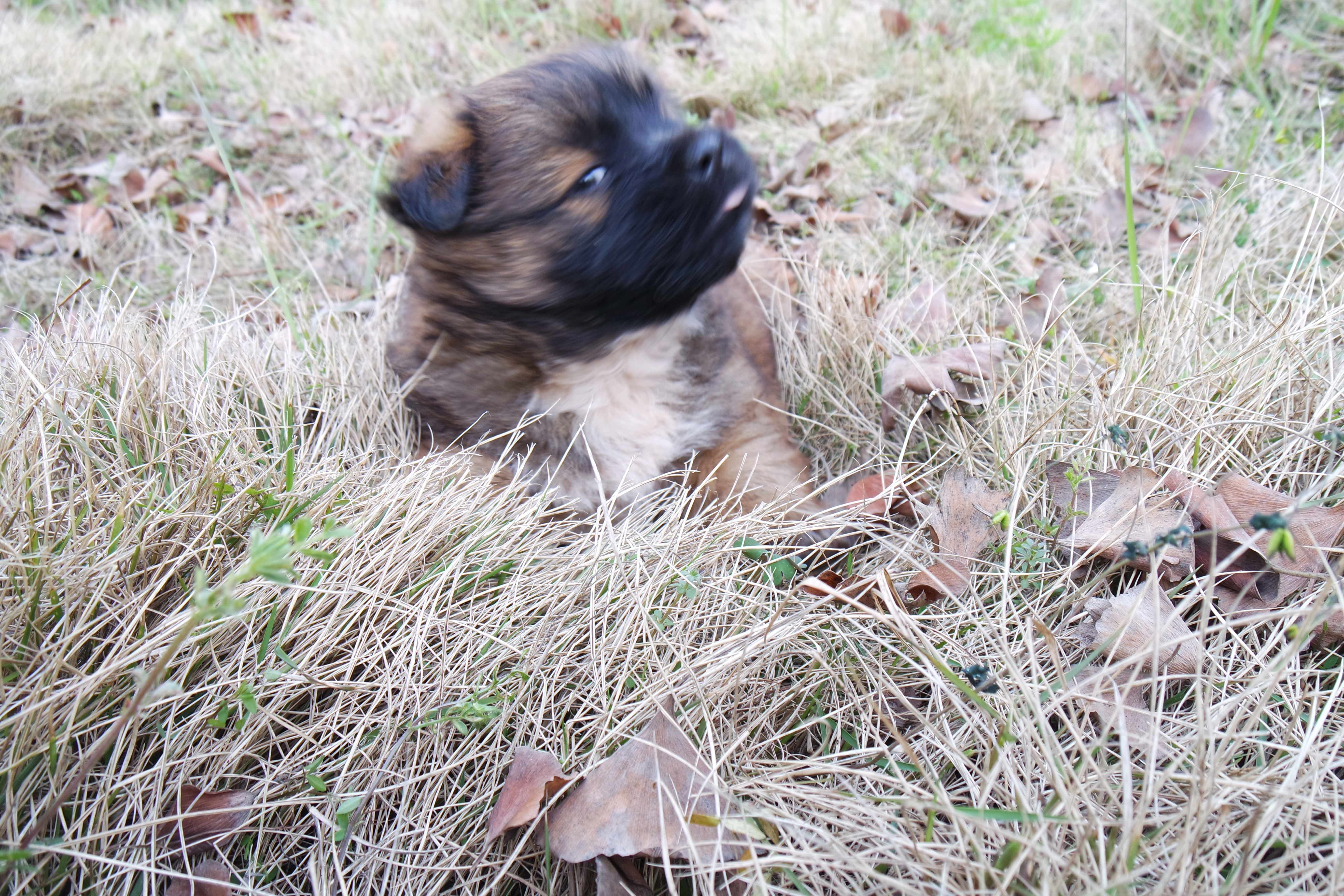 武昌理工学院的樱花,武昌理工学院回忆