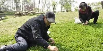 余庆野菜,余庆好吃的推荐