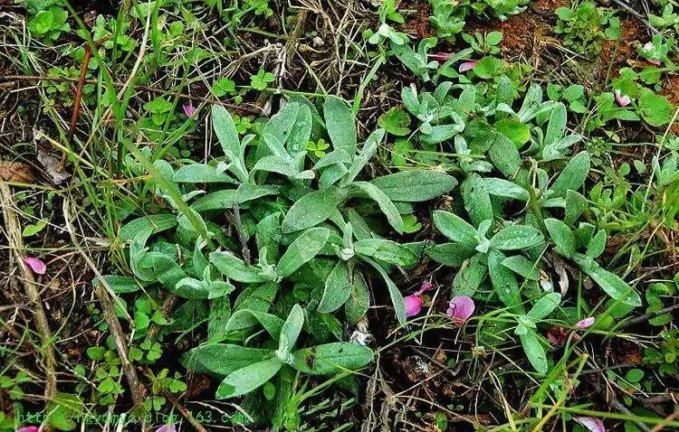 余庆野菜,余庆好吃的推荐