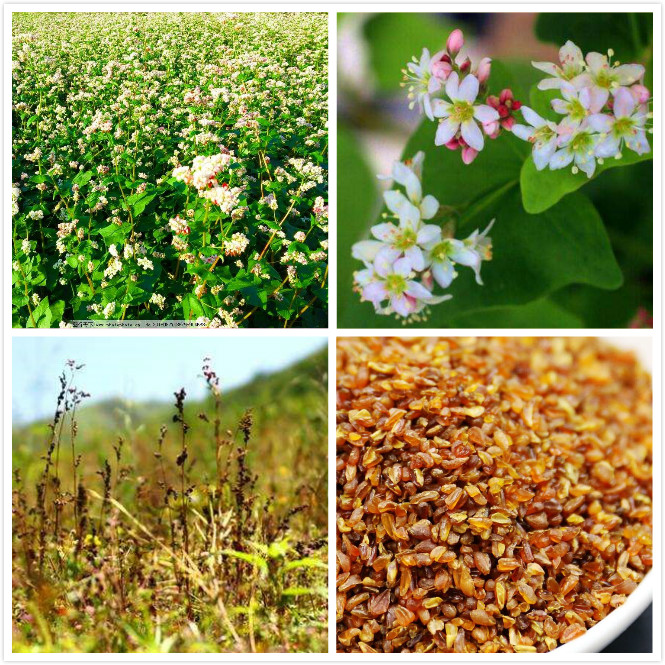 临淄：这家小店引进了两件宝贝，好喝！