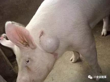 脓包型痤疮怎么治疗,脓包的最佳治疗方法