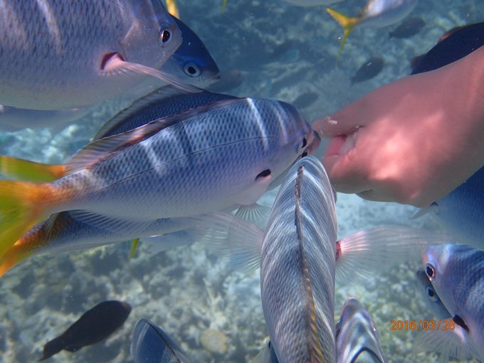 帕劳旅行攻略及住宿,帕劳自驾游十大注意事项