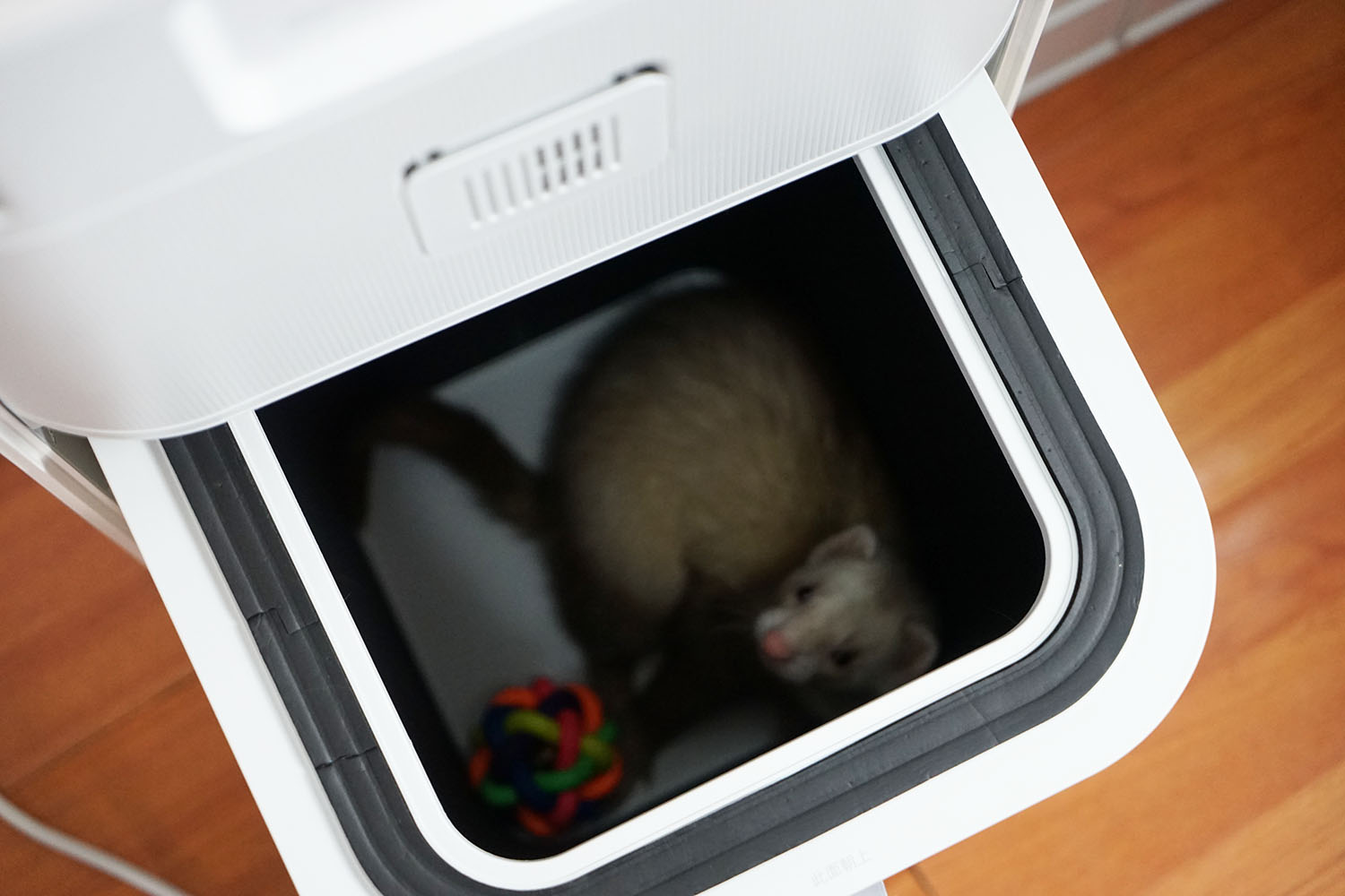 空气净化器除宠物屎味吗,空气净化器能去除宠物异味吗