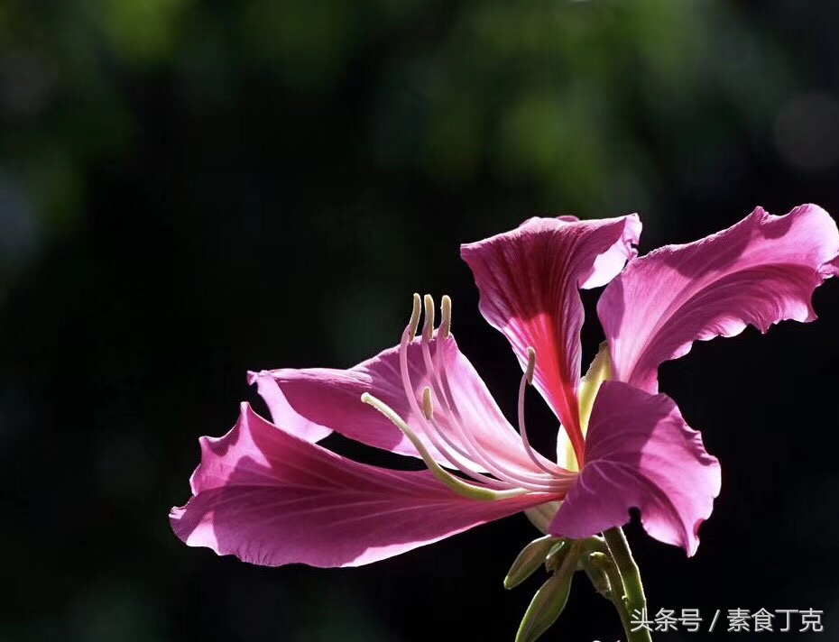 按摩乳房催乳,乳房按摩对乳房的危害