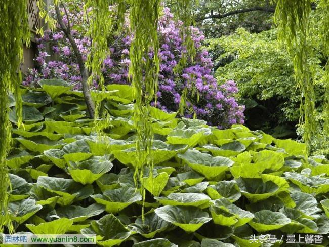 怡人的风景美景,湖南怡人园林
