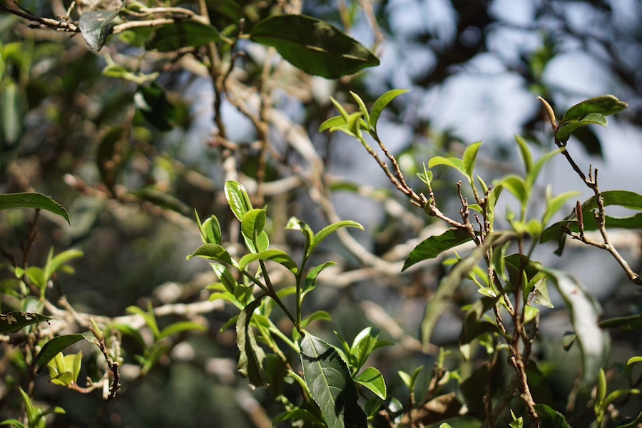 古树普洱茶价格怎么差这么多,古树普洱茶价格怎么差这么多呢