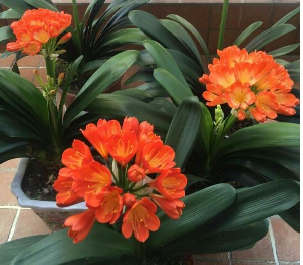 分享君子兰养护小妙招,分享君子兰养护技巧