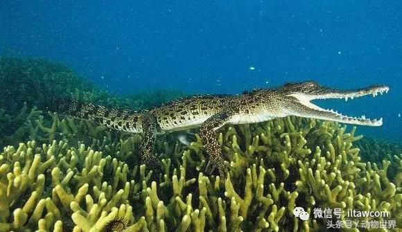 扬子鳄被称为古老的爬行动物,新生代爬行动物巨鳄