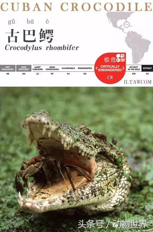 扬子鳄被称为古老的爬行动物,新生代爬行动物巨鳄