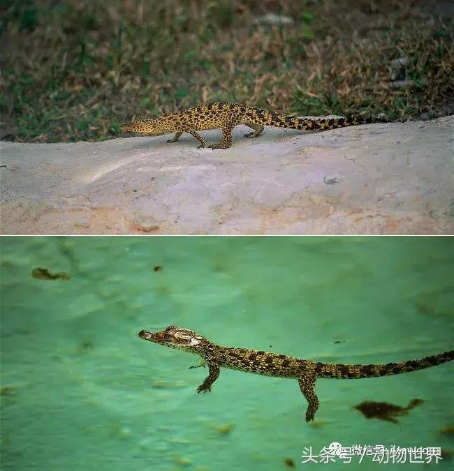 扬子鳄被称为古老的爬行动物,新生代爬行动物巨鳄