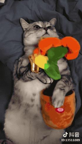 抖音上最值得买的玩具,抖音上推荐的第110个玩具