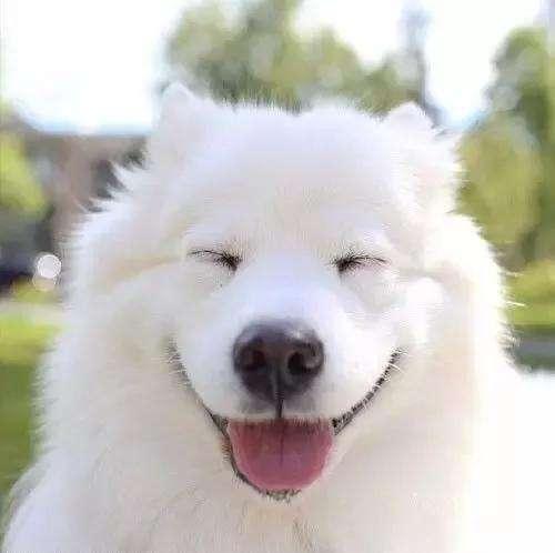 全世界公认的这几种狗狗最好看,十大最受欢迎的大型狗狗排名