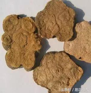 绿植山乌龟的养护方法有哪些,山乌龟的饲养方法与技巧