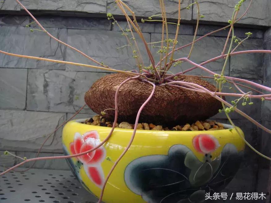 山乌龟怎么养才长得好看,山乌龟大小有区别吗怎么养