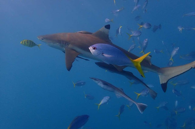 带着老人和孩子去上帝的水族馆！帕劳