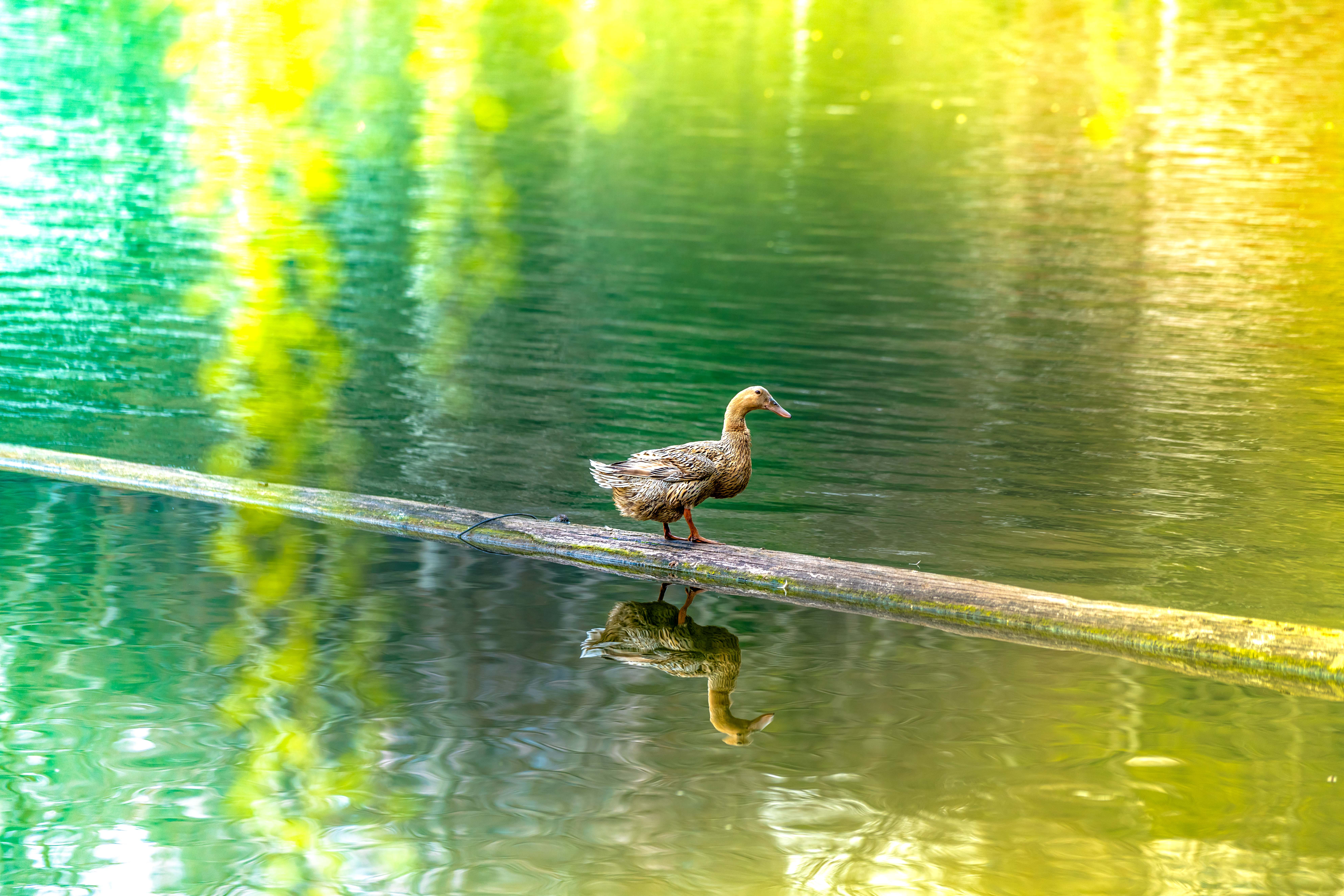 鲁迅公园上海梅花,上海鲁迅公园赏梅