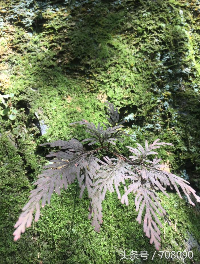 福州闽侯三叠井森林公园攻略,三叠井森林公园攻略