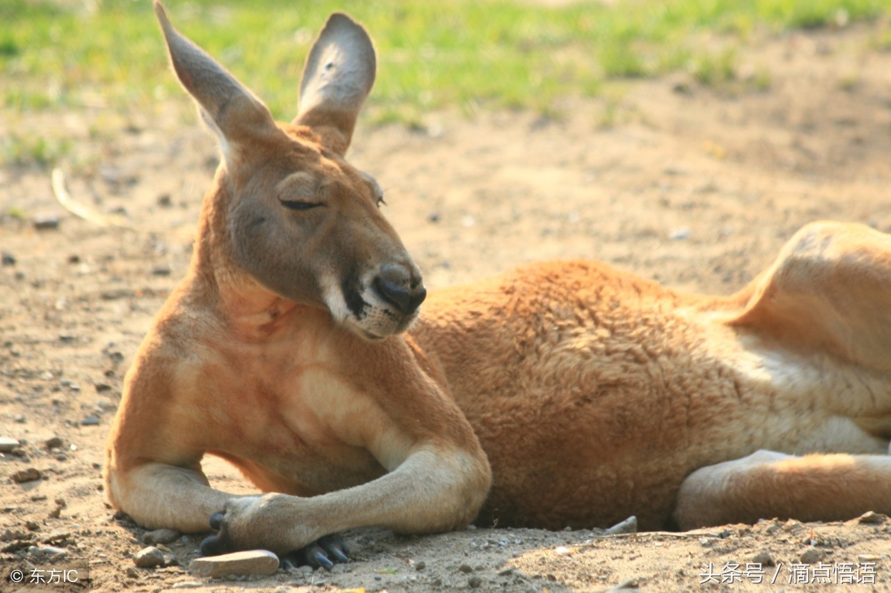 搞笑幽默又风趣的小明,小明滚系列最新段子