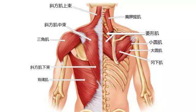 翼状肩的危害与矫正,翼状肩的快速有效改善动作