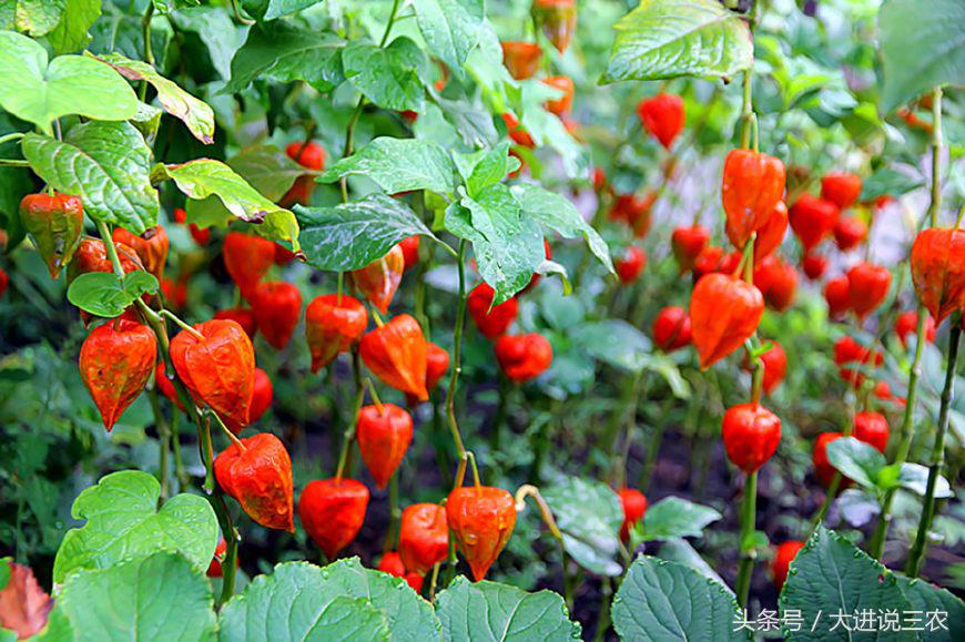 被农村娃公认最好吃的6种野果,农村可以吃的五大野果