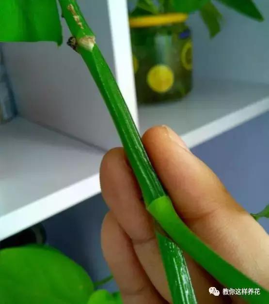 洋葱水可以浇君子兰吊兰绿萝吗,绿萝君子兰怎么养才能长得快