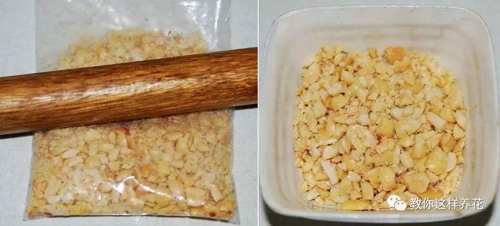 洋葱水可以浇君子兰吊兰绿萝吗,绿萝君子兰怎么养才能长得快