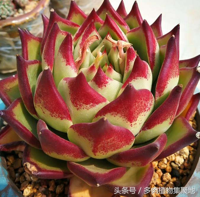 多肉主茎和叶片变黑,多肉植物黑化了怎么办