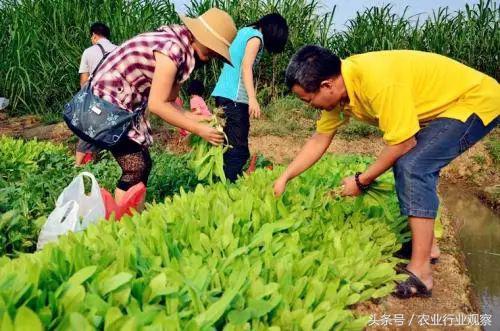 创业式商业模式,私家菜园盈利模式