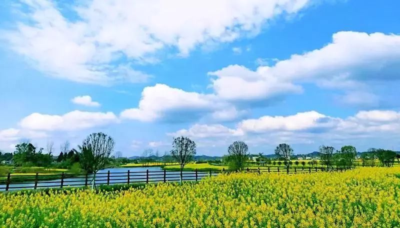 潼南赏花攻略全集,重庆赏花好去处潼南花岩梨花海
