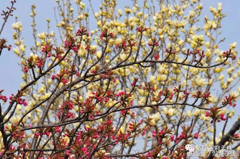 唯美中式风景,唯美花开美景图片