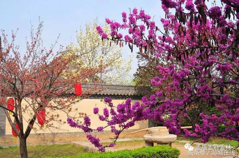 唯美中式风景,唯美花开美景图片