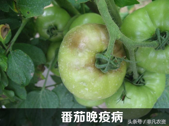 靶斑病和褐斑病的区别,甜瓜霜霉病靶斑病特征