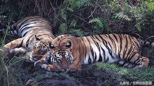 老虎和大象单挑,单挑能力十分霸道的老虎