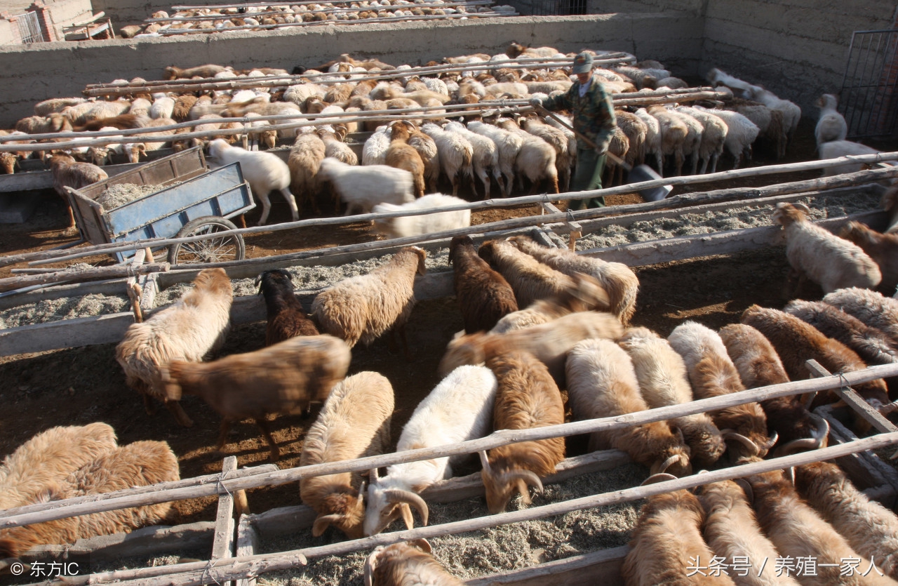 养育肥羊的利润与成本真实,东营盐窝育肥羊利润和成本