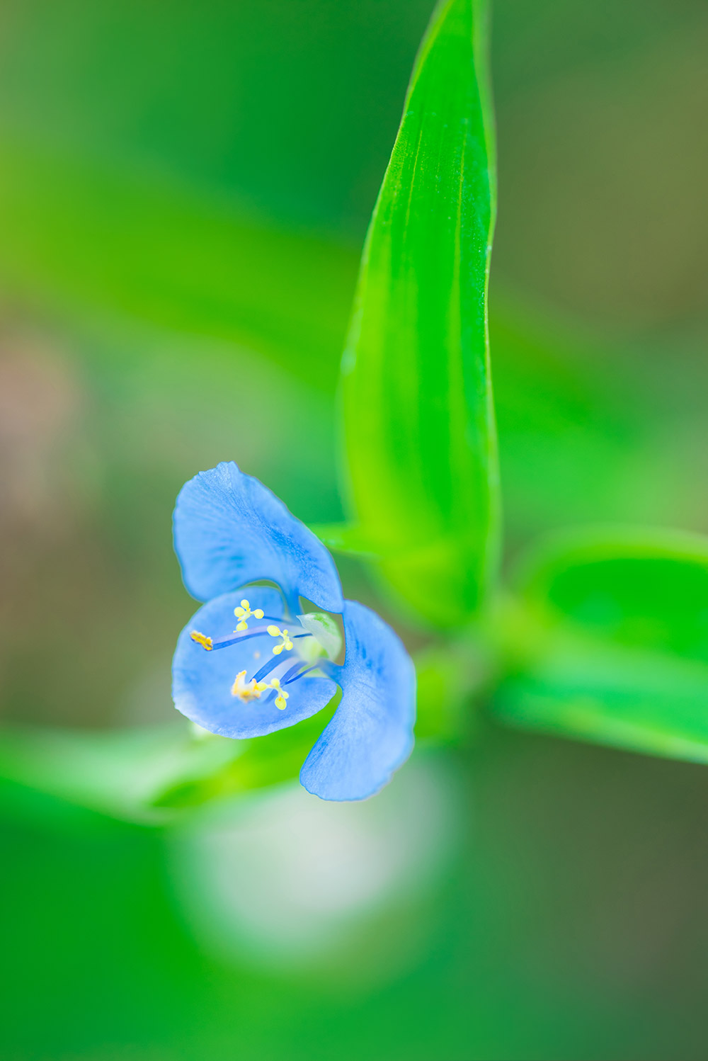 单反定焦和变焦对比,单反相机怎么选性价比高的