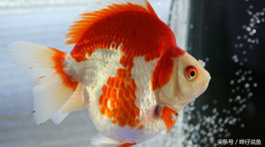 中国金鱼的寿命最长是多少年,中国金鱼文化发展史