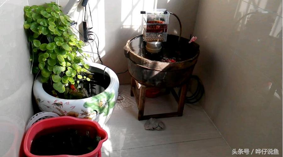 中国金鱼的寿命最长是多少年,中国金鱼文化发展史