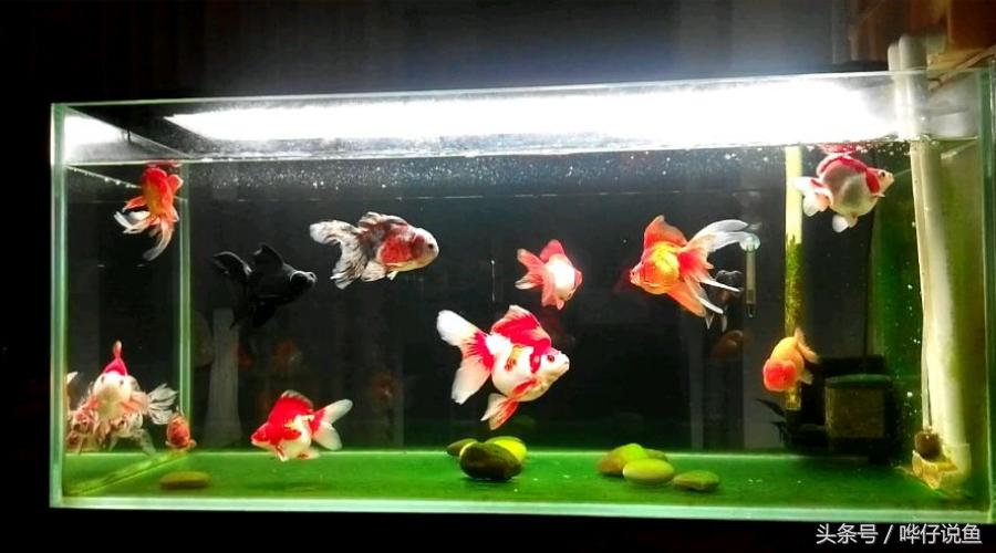 金鱼为啥养一年多死了,金鱼为什么活的时间很少
