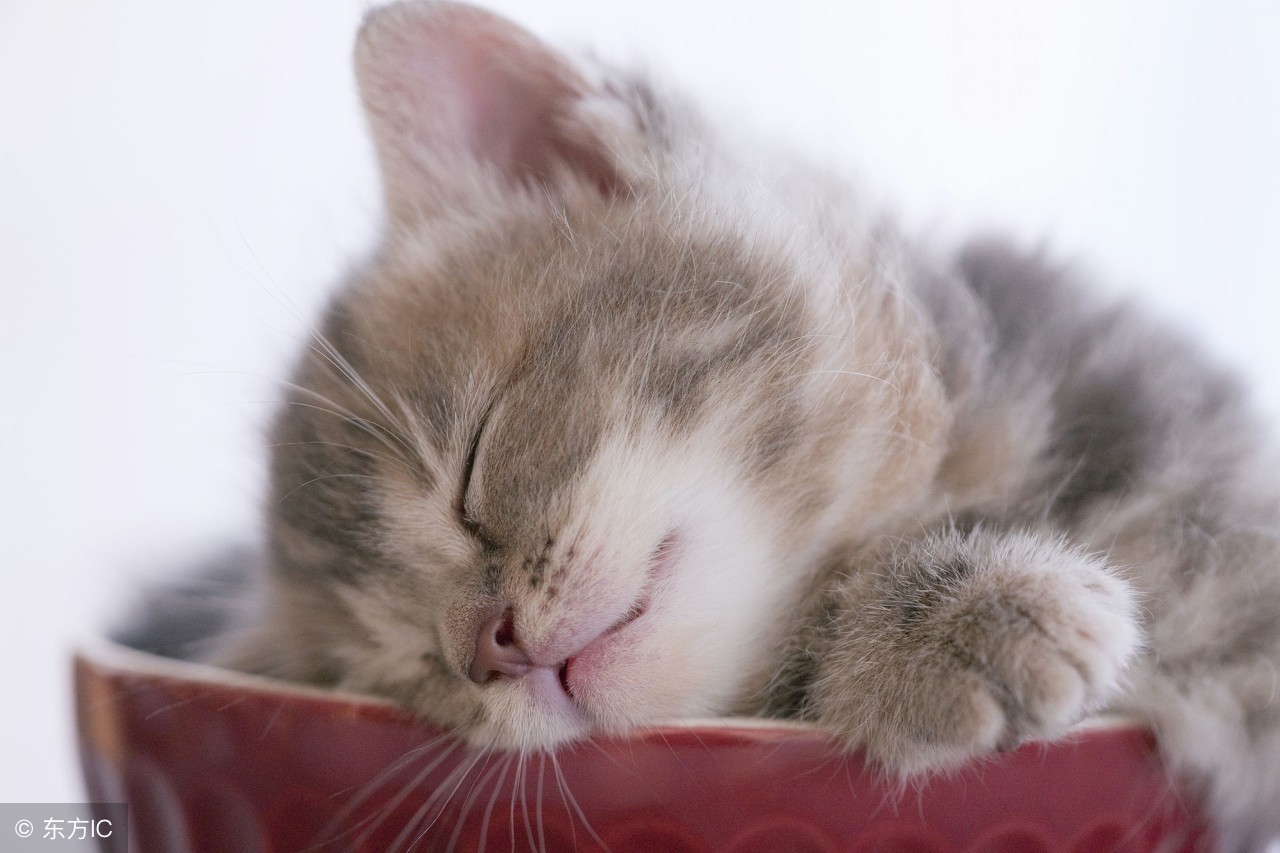 猫舍猫癣防治,猫癣猫要保持卫生吗