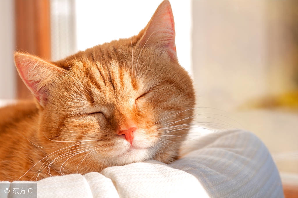 猫舍猫癣防治,猫癣猫要保持卫生吗