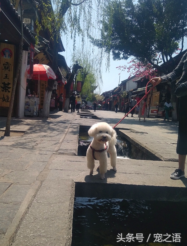 带着狗狗去旅行应该去哪儿,带着狗狗旅行不方便