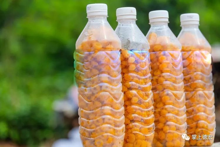 黄泡果熟了,云南特色黄泡